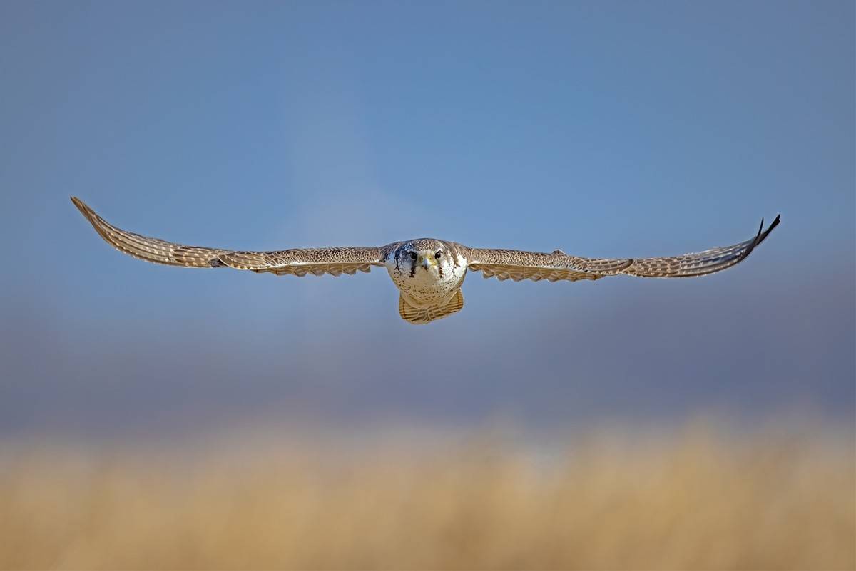 以热爱为名发现自然之美 那些野性瞬间背后的故事