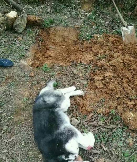 包装纸哈士奇陪着儿子一起长大，因为关系太好却害死了它