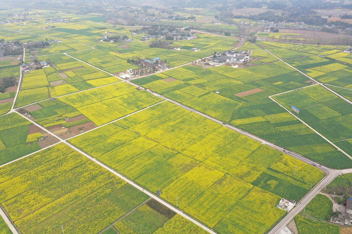 安州区秀水镇油菜花图片