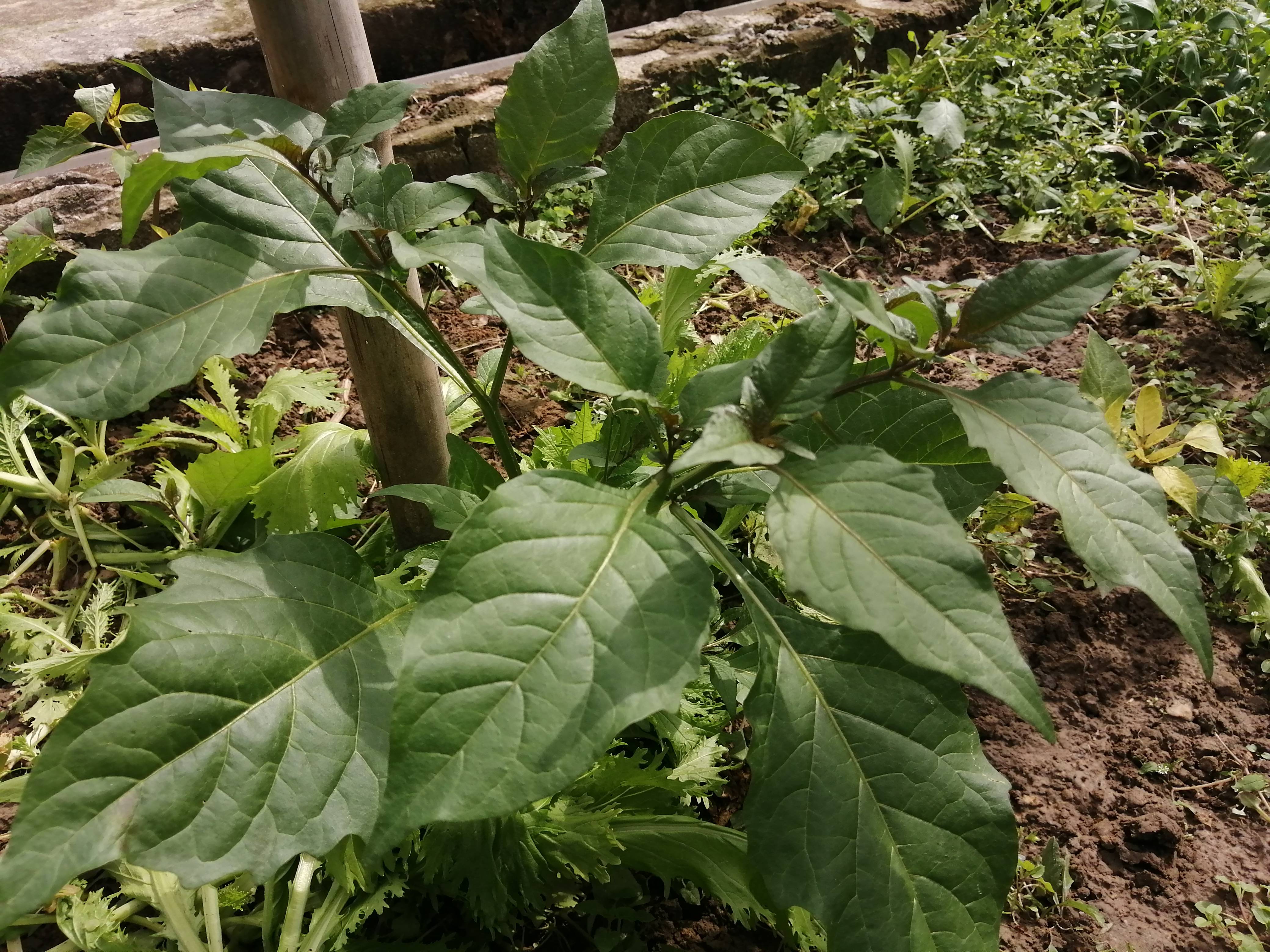 白花菜的图片和功效图片