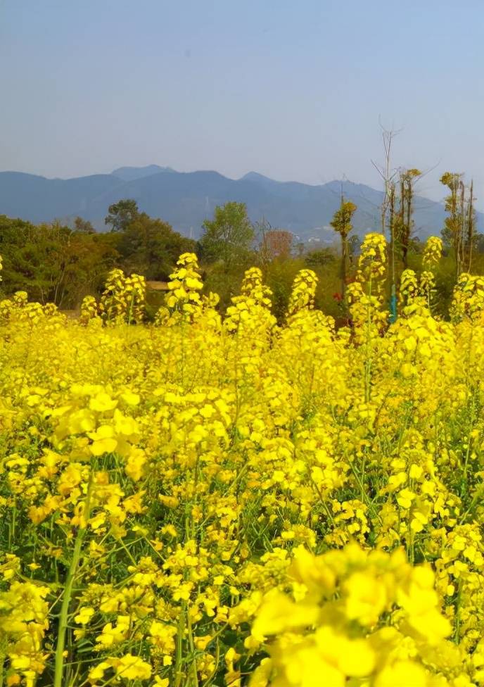 重庆主城最大的油菜花海在这里