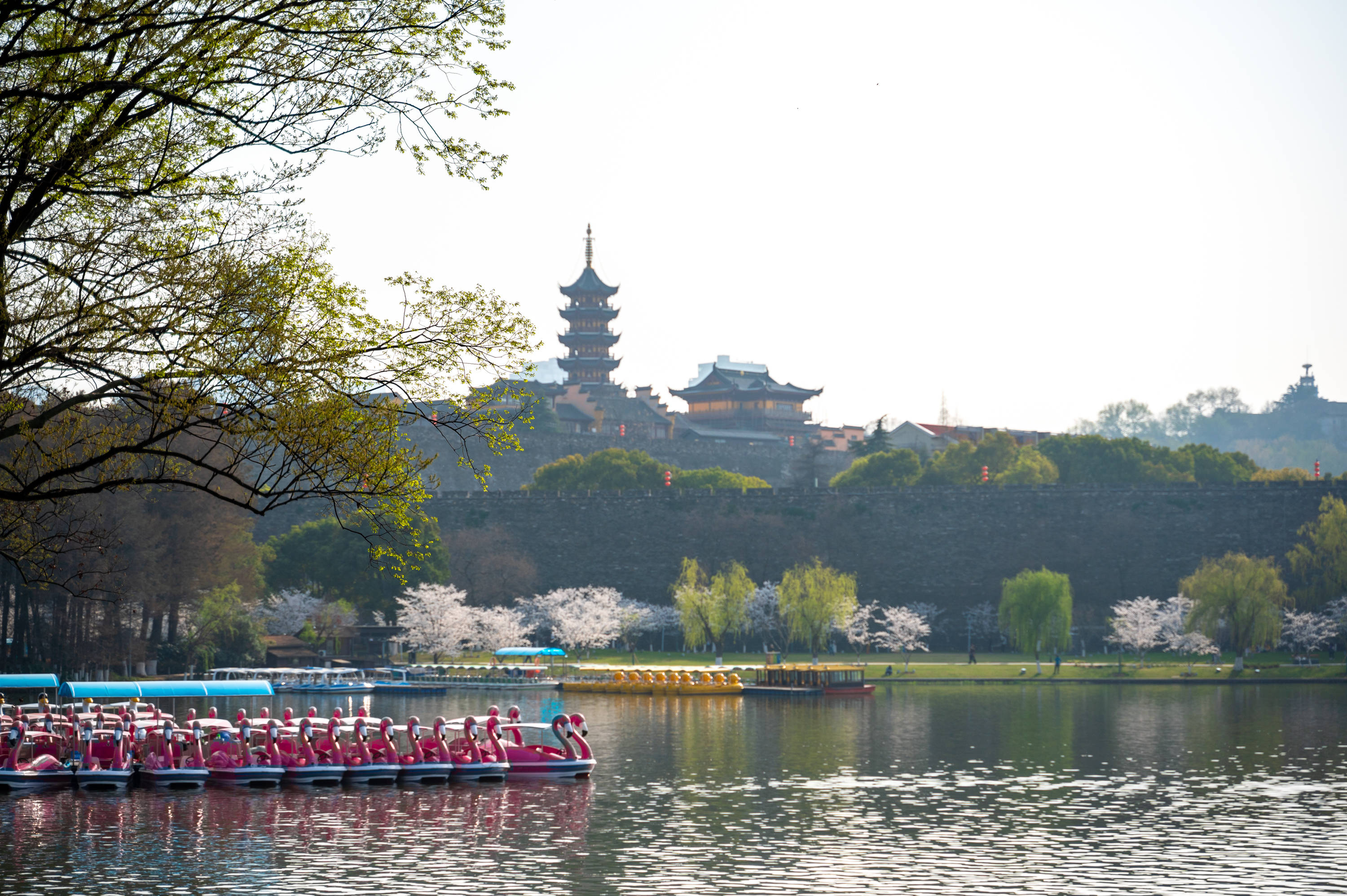 游客|南京最美樱花大道，鸡鸣寺樱花已进入盛放期，但不建议去赏樱