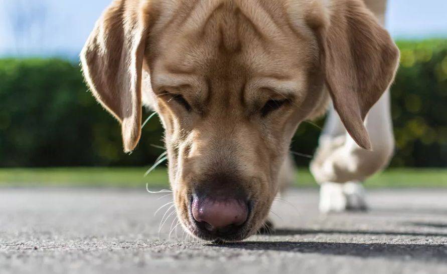 让狗狗跟着自己的嗅觉走