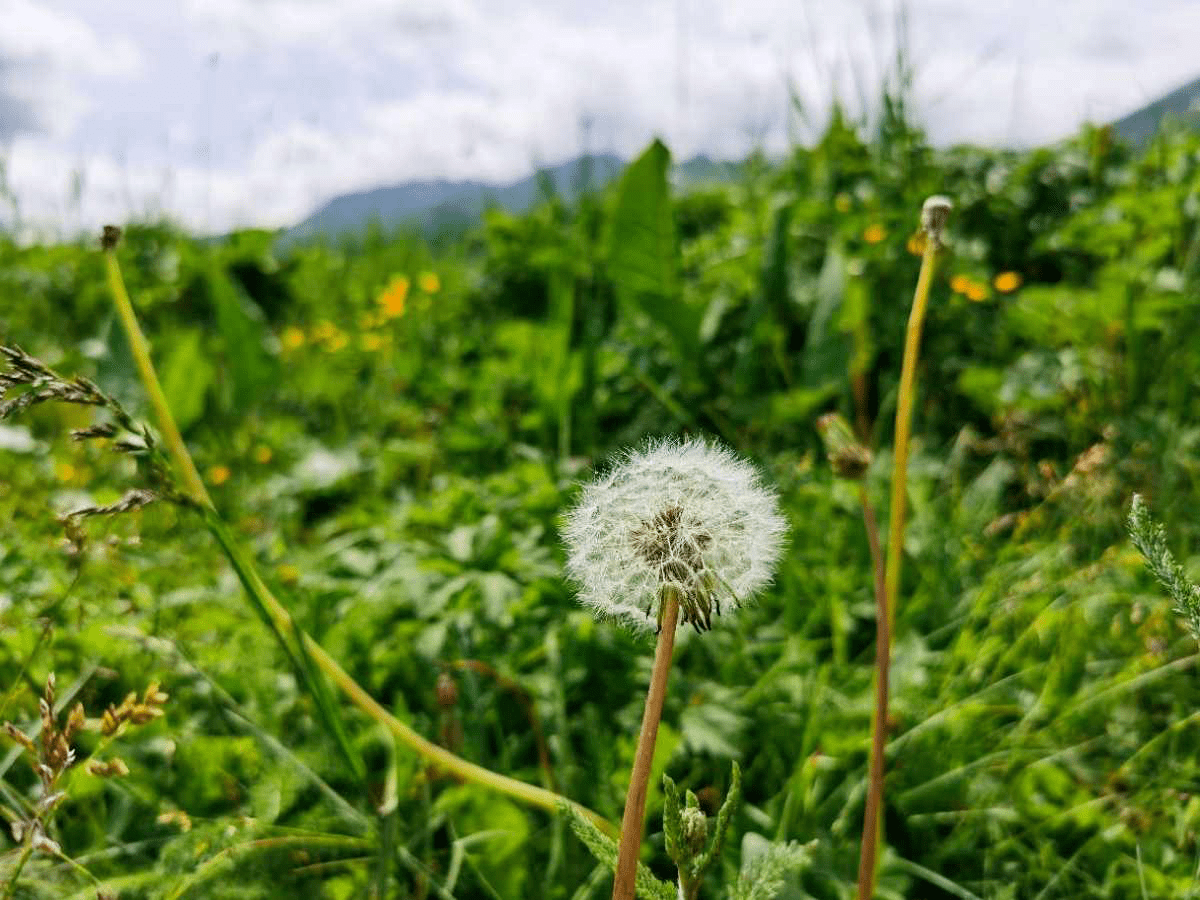 4种春日野菜 吃起来不花钱 一口鲜味那叫一个 绝 香椿 味道 花花