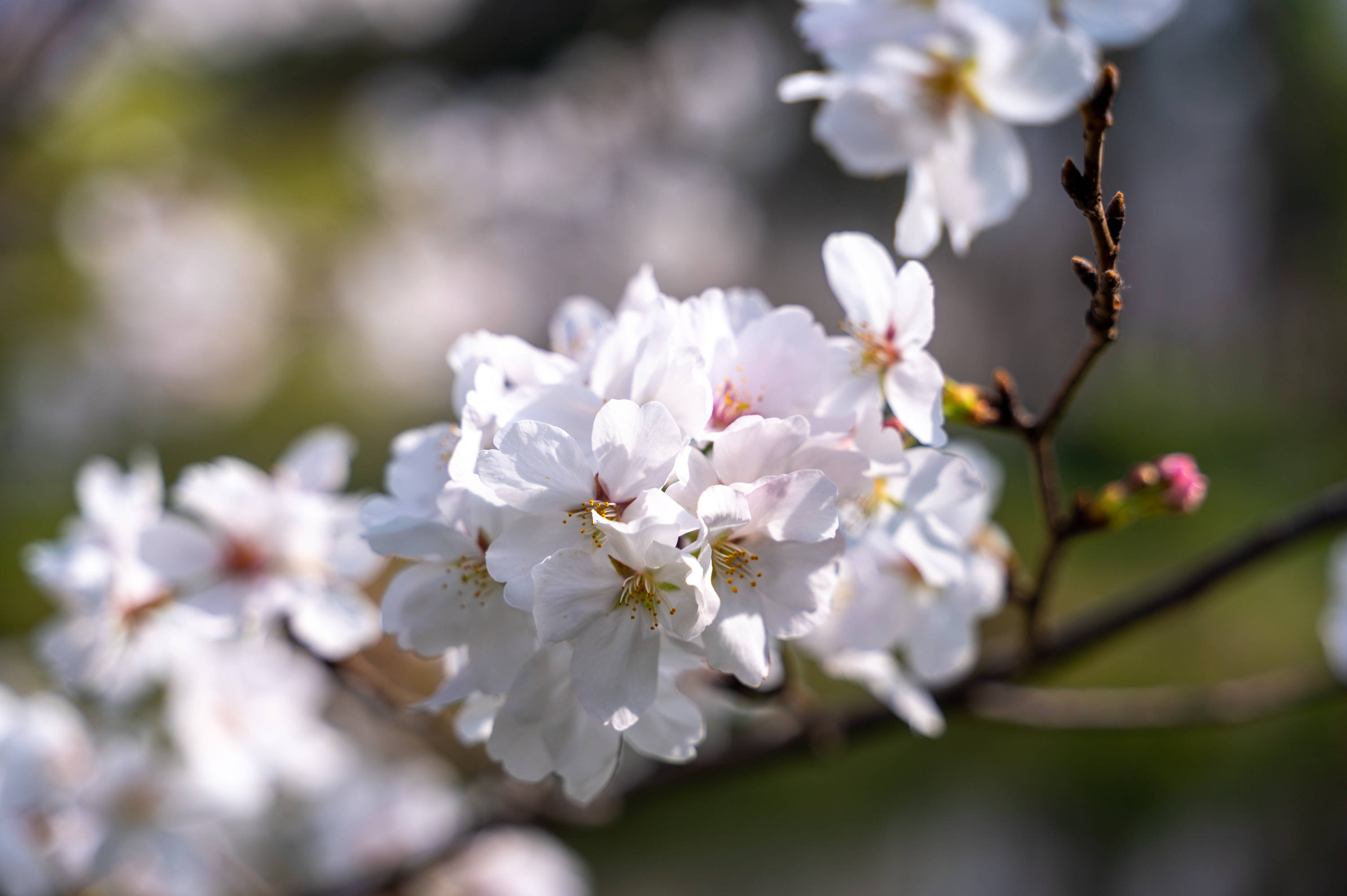 游客|南京最美樱花大道，鸡鸣寺樱花已进入盛放期，但不建议去赏樱