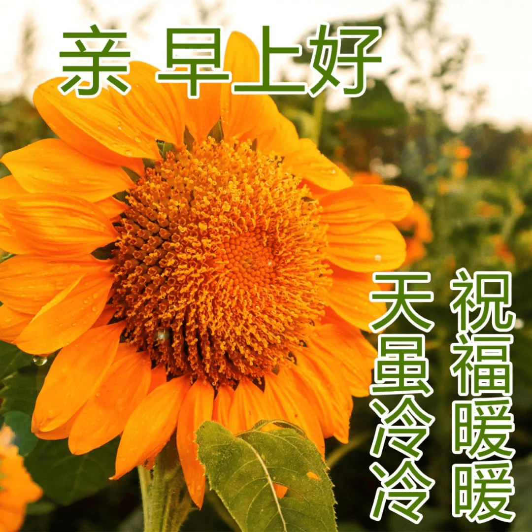 清早问候朋友早上好图片浓浓的早上好祝福动态表情包