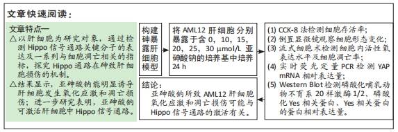 亚砷酸钠对aml12肝细胞氧化应激凋亡损伤及hippo信号通路的影响