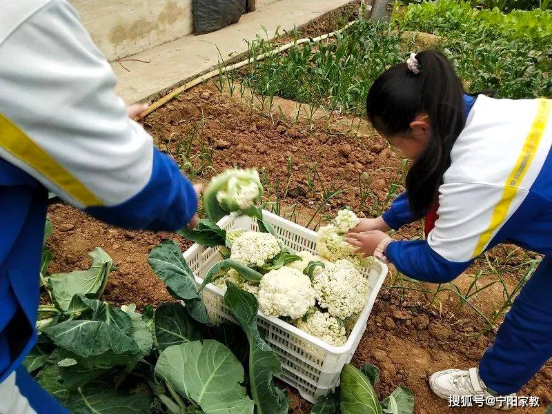 善耕園成長三步曲寧陽縣伏山鎮白馬小學勞動實踐基地的成長足跡