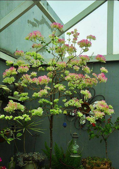 此几款花是开花机器 一盆开半年 常年花不败 天竺葵 花球 品种