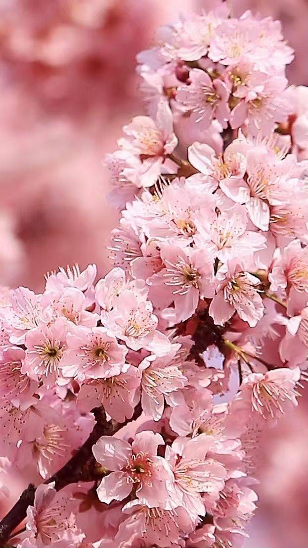 東湖櫻花園,正是鳥語花香時_李武_中國散文學會_成景成