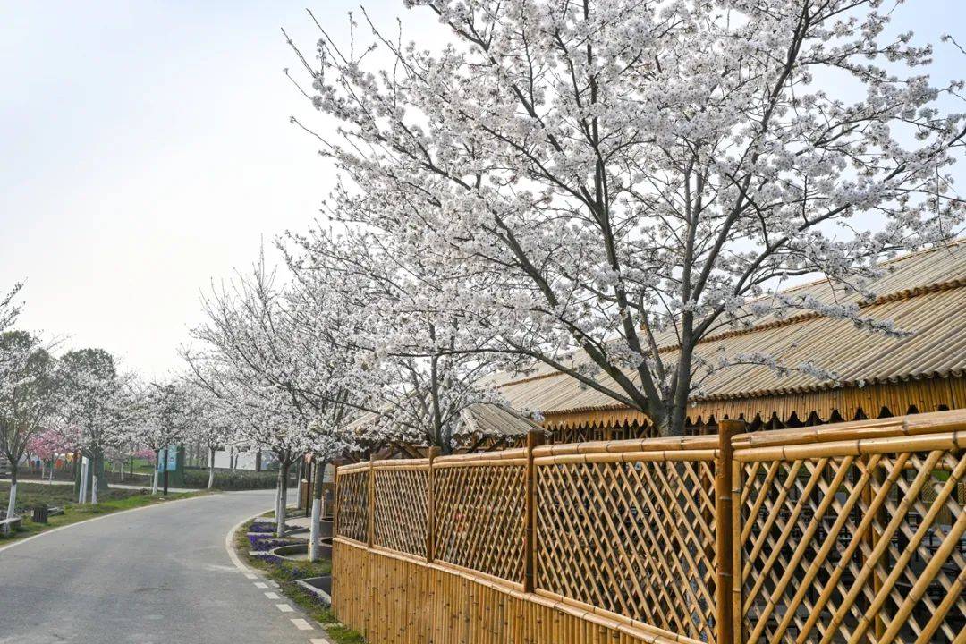 湖北金卉庄园樱花粉嫩枝头春风吹面温柔郁金香美不胜收