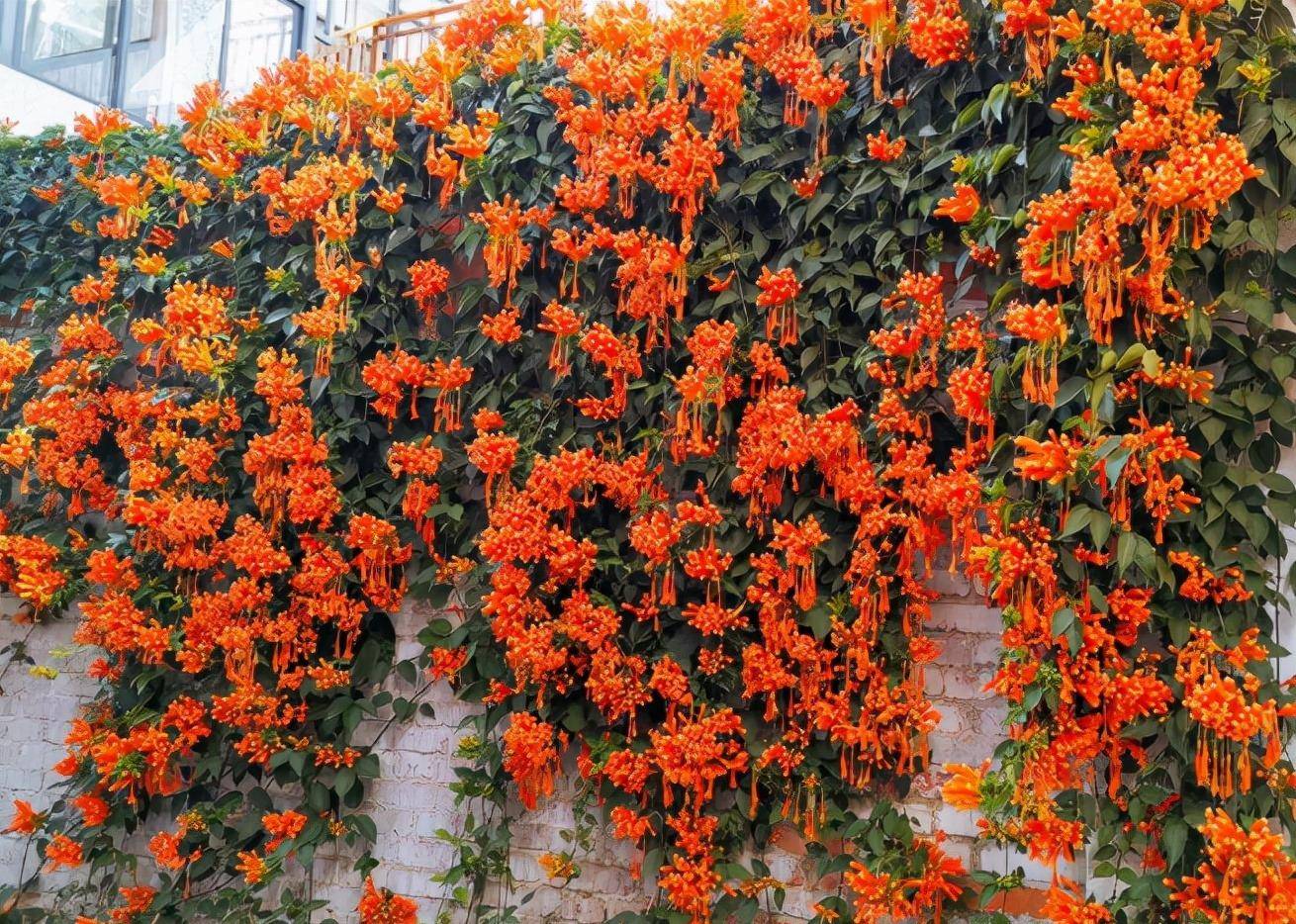 几种超美的爬藤花家有花园种一棵1年爬满墙开成花瀑布