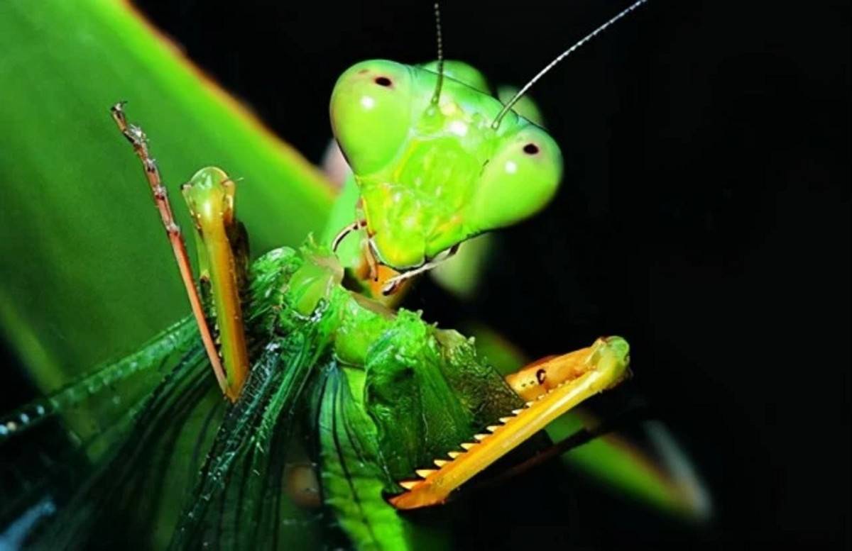 母螳螂吃自己的丈夫真的是因为饿为何雄性螳螂不反抗也不逃走