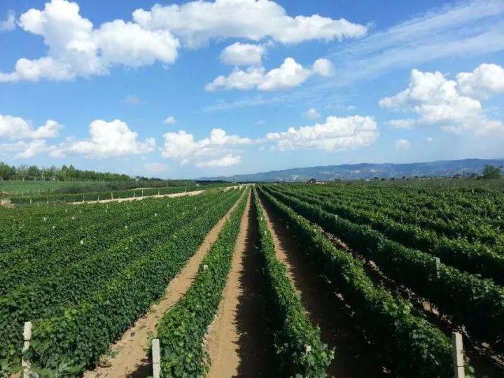 美国|黄土高原上的窑洞酒窖 中国酒庄酒远销海外