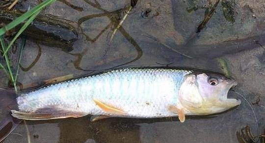 馬口魚馬口魚雌魚的鱗片是銀白色,雄魚身上有彩色條紋,在春夏季節雄魚