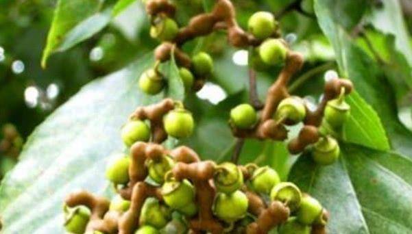 杨梅一|这个水果有1000万年历史，被称为最古老水果，更被叫做“万寿果”