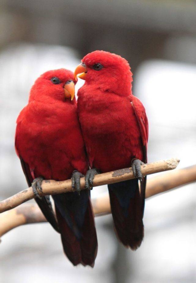 盘点世界上的10种红色的著名鸟类!