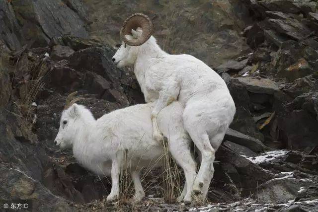 母绵羊 雌性图片
