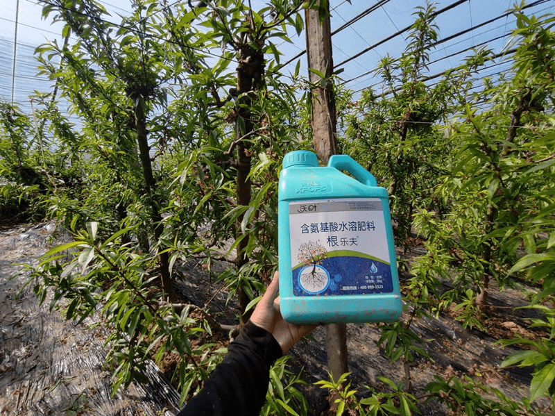 桃树施什么肥料好李大哥对比案例