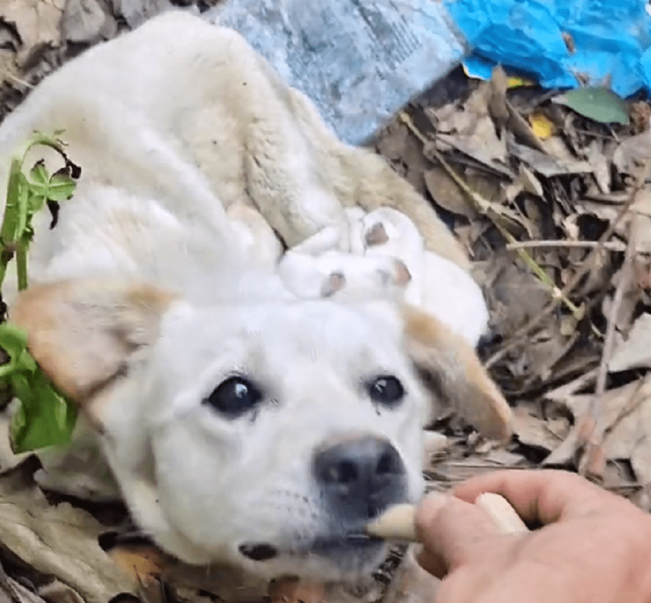 无助可怜的流浪狗,独自躲在偏僻臭水沟照顾自己的孩子,狗狗:请别伤害