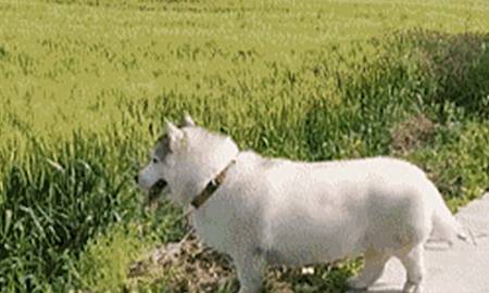 纯种男子发现田里藏着一只狗，走近看清后一头雾水：自由恋爱的后果