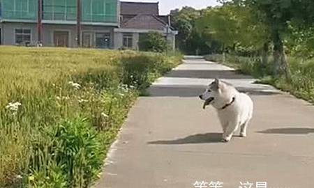 纯种男子发现田里藏着一只狗，走近看清后一头雾水：自由恋爱的后果