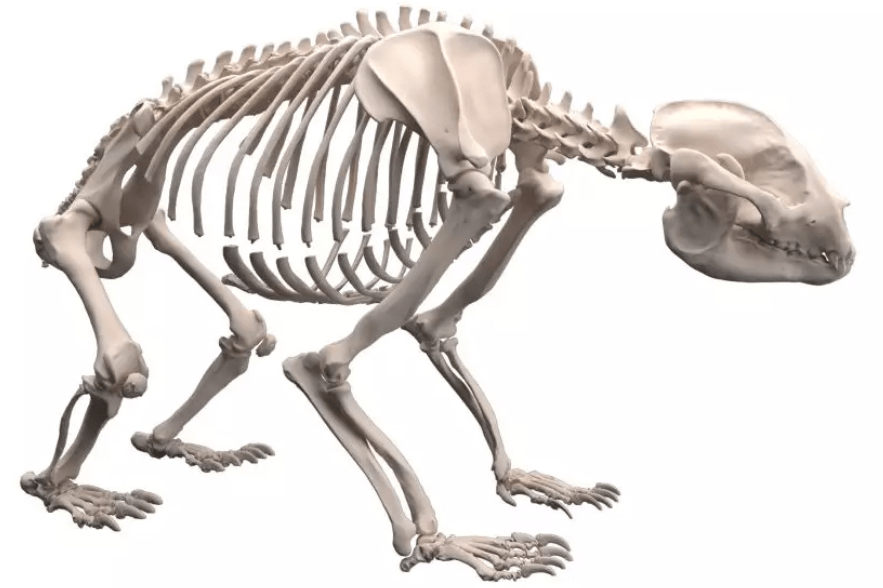 原创为何狮子和老虎不吃大熊猫是因为打不过它吗