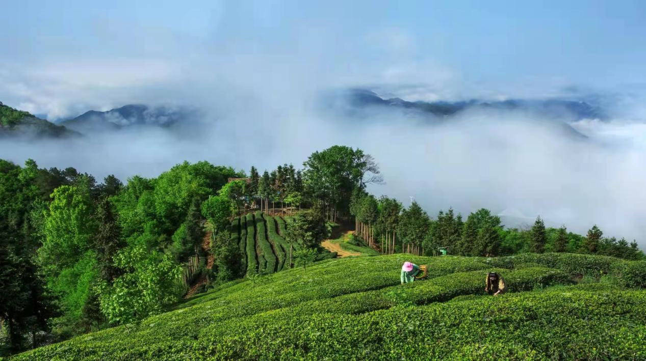 陕西汉中:2022汉中仙毫新茶开采 拉开陕西春茶上市序幕_西乡县_茶园