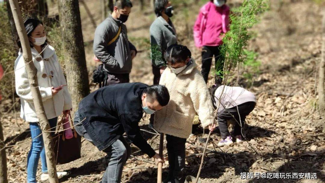 朱雀|西安一景区可免费认领红豆杉“云种植”