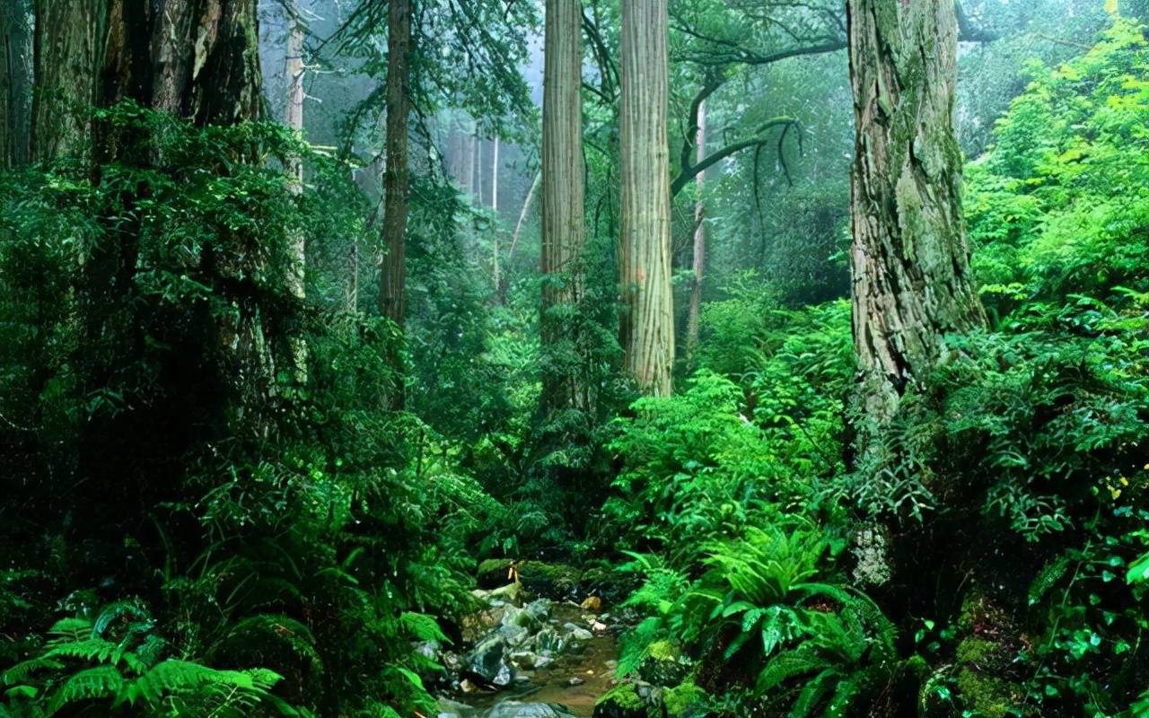原创地球之肺亚马逊雨林绿色的天堂却是人类禁区到底有多恐怖