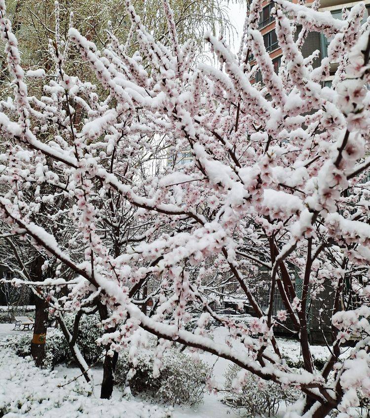 下集|一场雪，让这里的春天真美