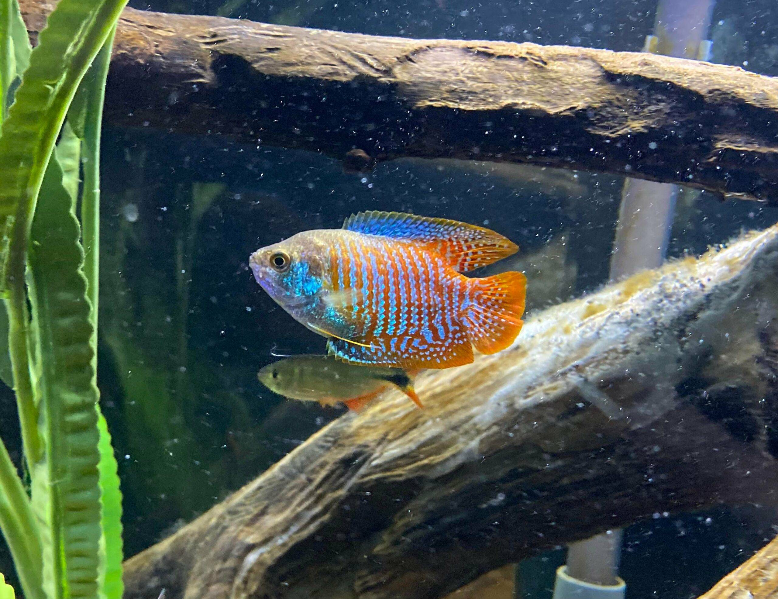 哪种小型热带鱼好养又好看?