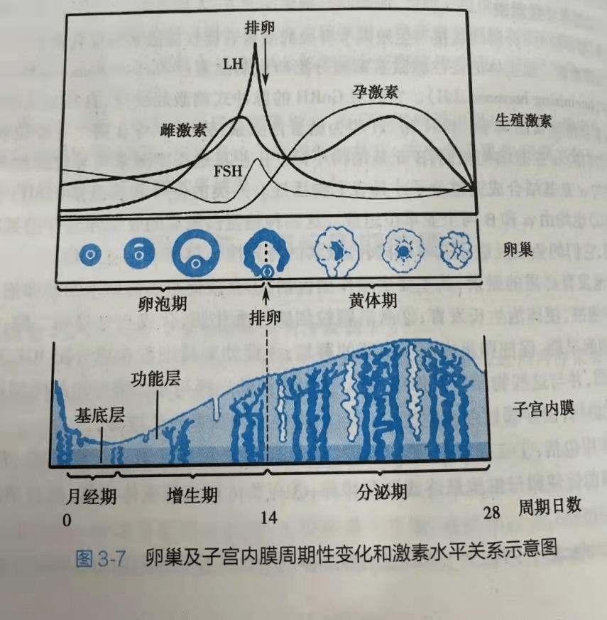 姐姐|女子憋尿导致盆腔出血500ml？医生：女性一定要小心这个“定时炸弹”