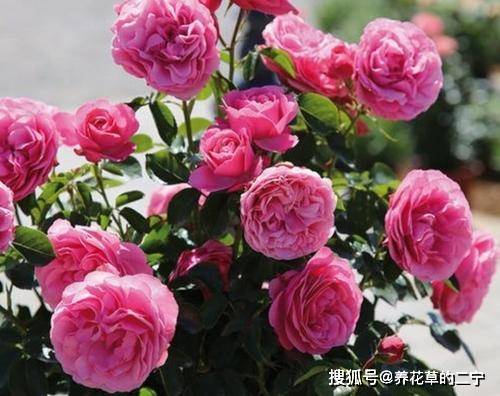 月季花怎么浇水才好呢 6adaf92605984201b77963a1d948b0e2.jpeg