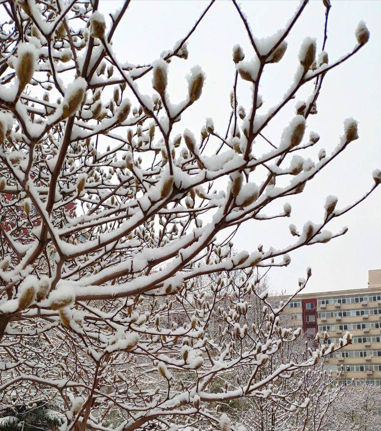 下集|一场雪，让这里的春天真美