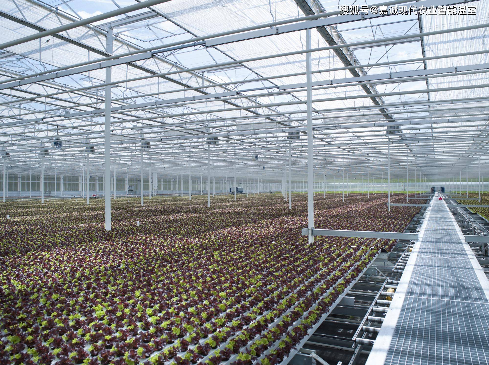 分享在荷兰玻璃温室能赚钱到了国内怎么不赚钱了