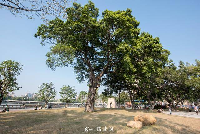 广州|广州黄花风铃木全网刷屏，大榕树也很养眼，老广爱它的遮阴和实在