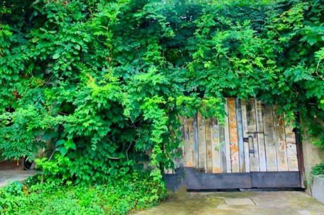 杭州藏着一绿野仙踪，拥有50多年历史，超适合拍照遛娃！