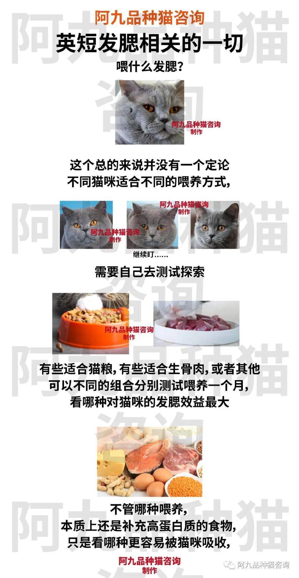 咨询蓝白英短几个月发腮,母猫多大开始发腮,成年后还能发腮吗,蓝猫发腮到多大