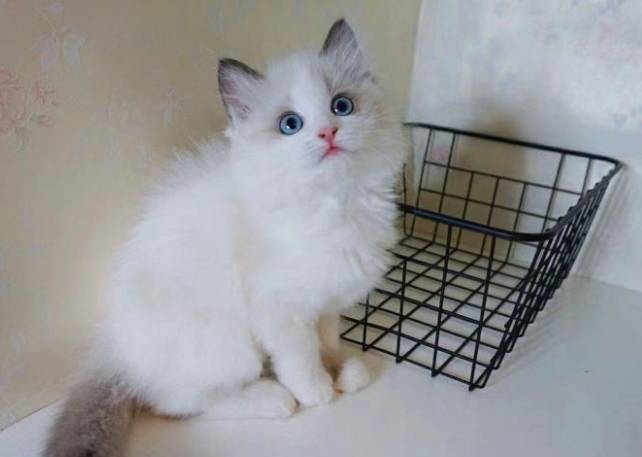 猫咪颜值最高的几种猫咪，是你家的猫吗？