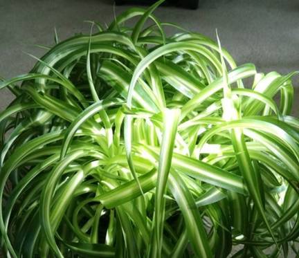 龟背竹怎么换盆加土 ded62d0b241c42b58873a6bd4857bfbe.jpeg