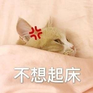 猫咪喊起床表情包