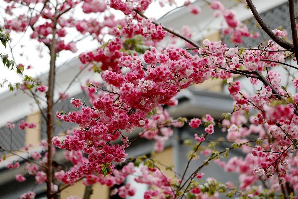 嫣红|腾冲花季丨海棠依旧、樱花烂漫