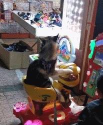 因为遇到一只耍赖二哈，不让坐摇摇车就不走，汪：谁还不是个宝宝呢！