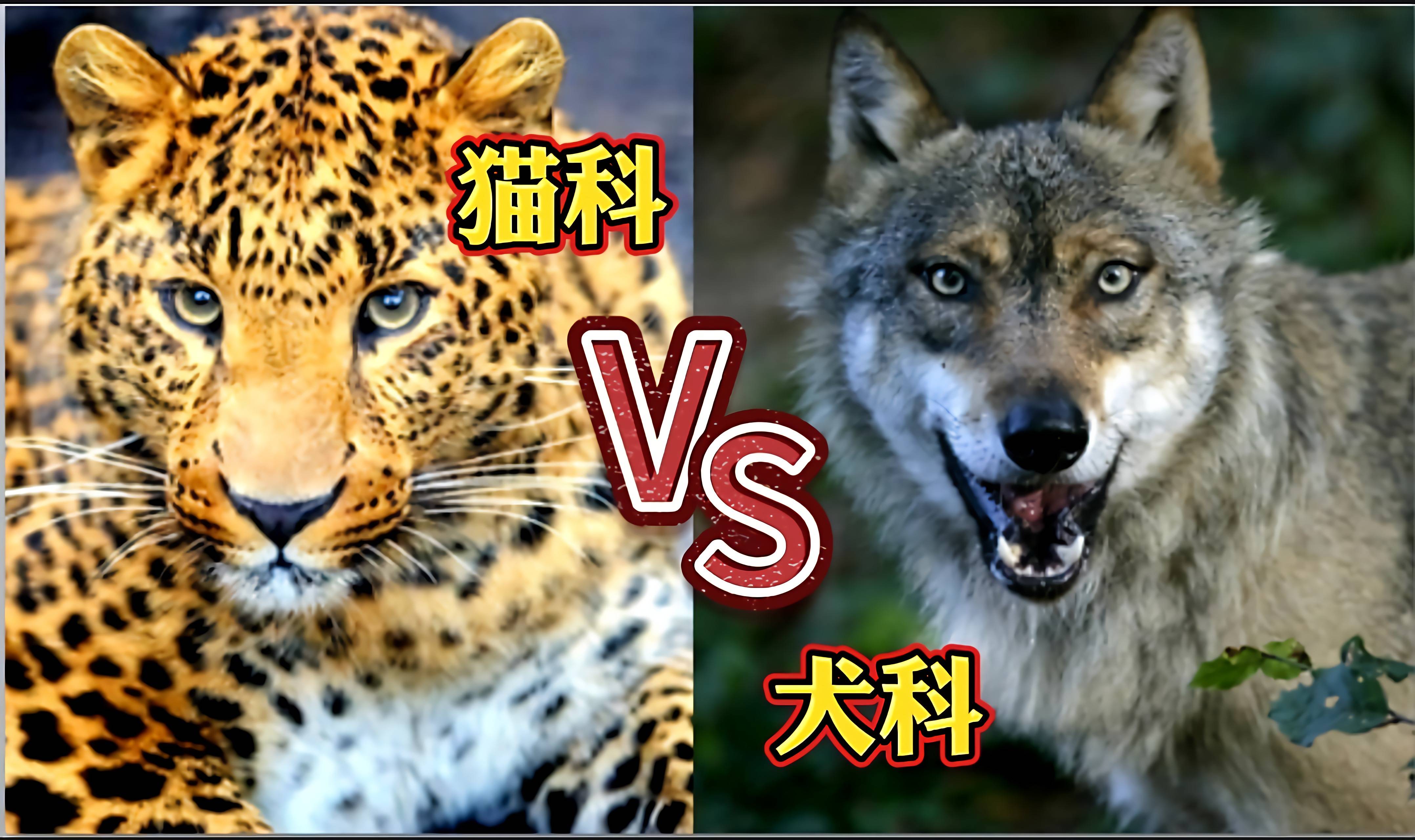 食火鸡vs老虎图片