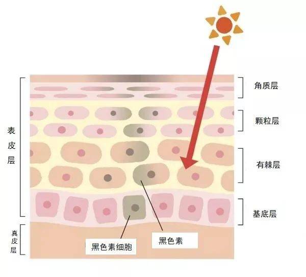 褐色色斑太顽固？你需要先知道这些