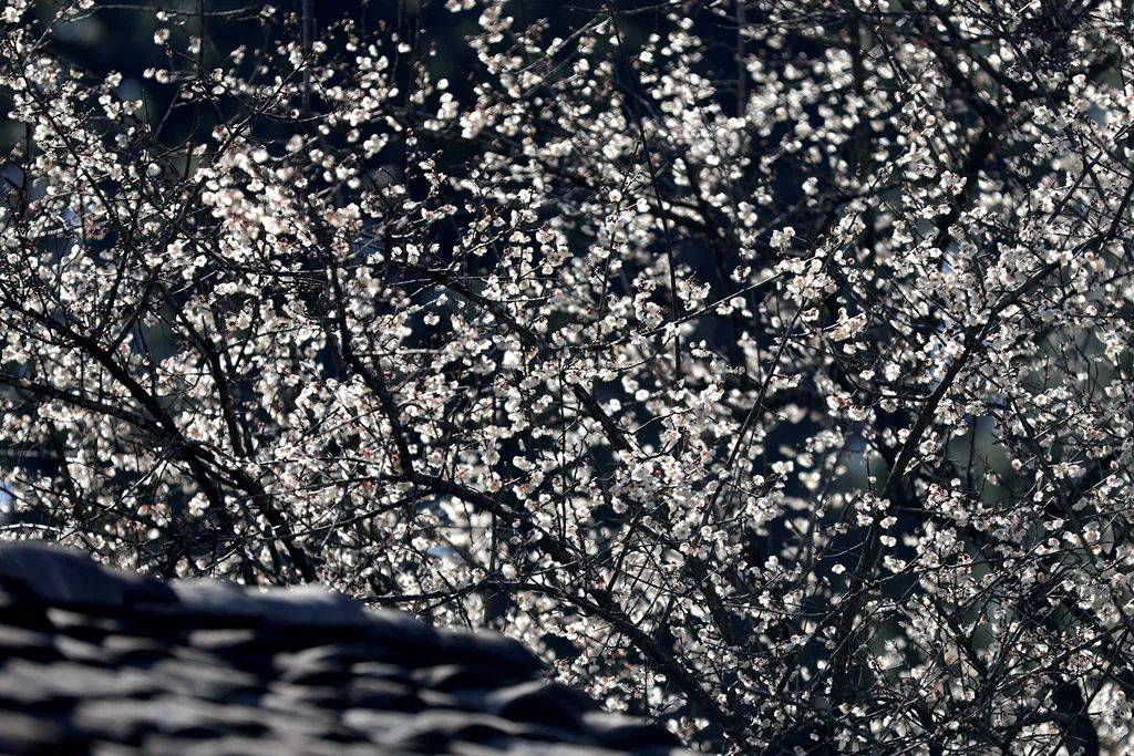 迎风|腾冲花季丨梅花疏影