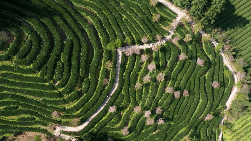 燕子_生態_茶園