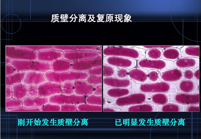 细胞质壁分离图片