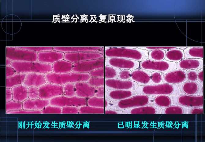 质壁分离原理图片